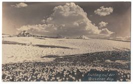 Frühling auf der Wiesener Alp, Fotokarte, gelaufen 1924