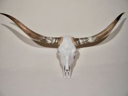 Schädel TEXAS LONGHORN STIER BULLE 160cm WESTERN DEKO SALOON