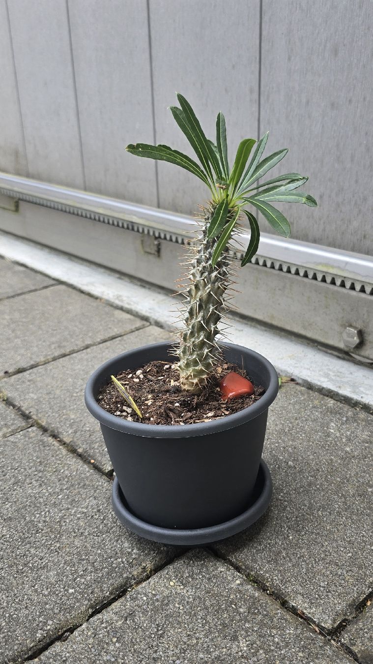Piante & sementi:  Madagaskar Pachypodium lamerei – Usato da Aarburg venduto da Glitzerschein 1
