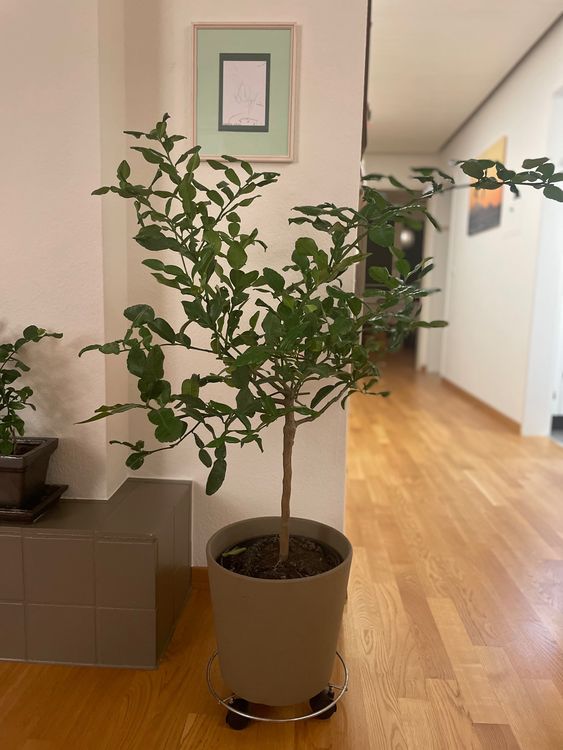 Kaffir Limetten Baum Kaufen auf Ricardo