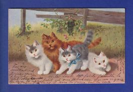 CHAT - Un bande de chats