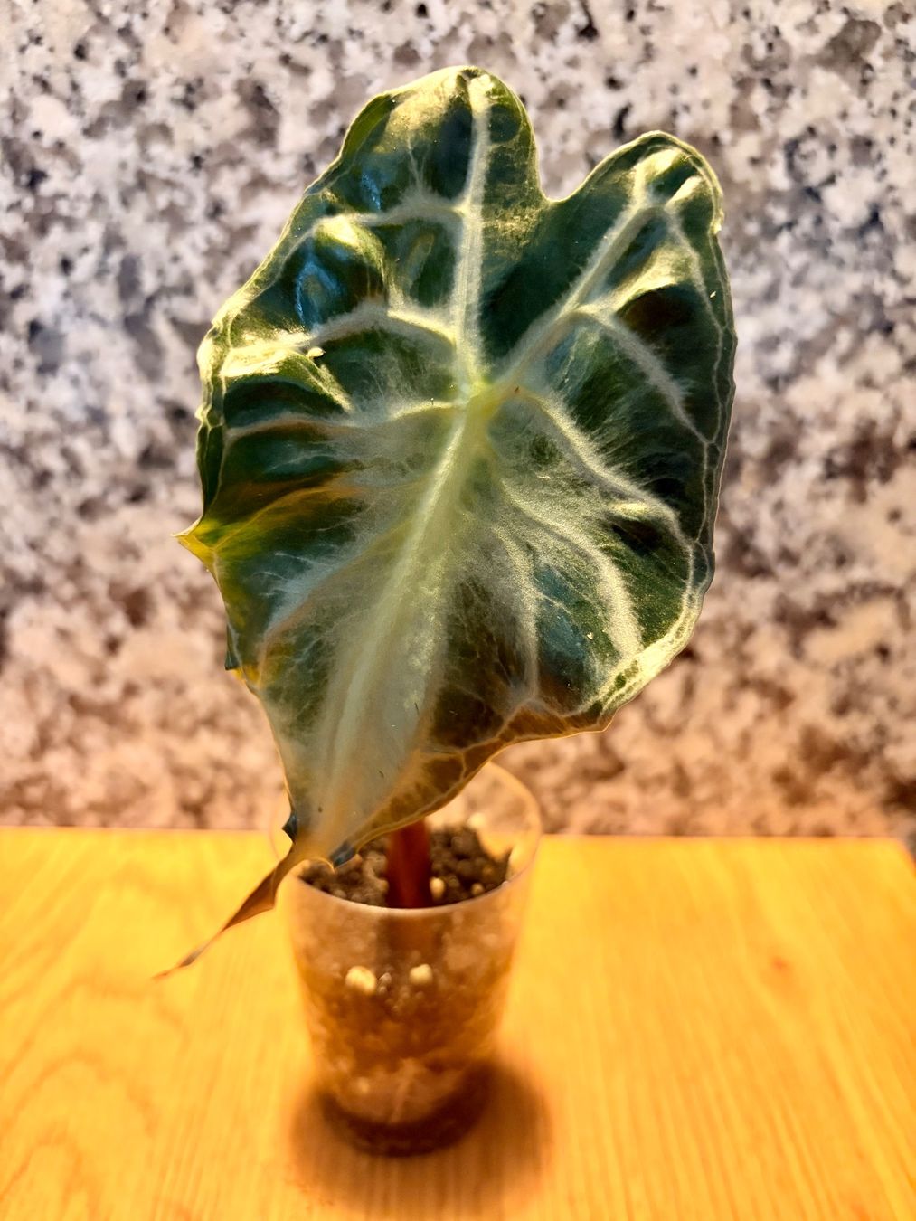 Pflanzen & Samen: Alocasia Venom – Gebraucht aus Kaiseraugst von dka_b97z