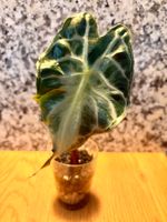Alocasia Venom