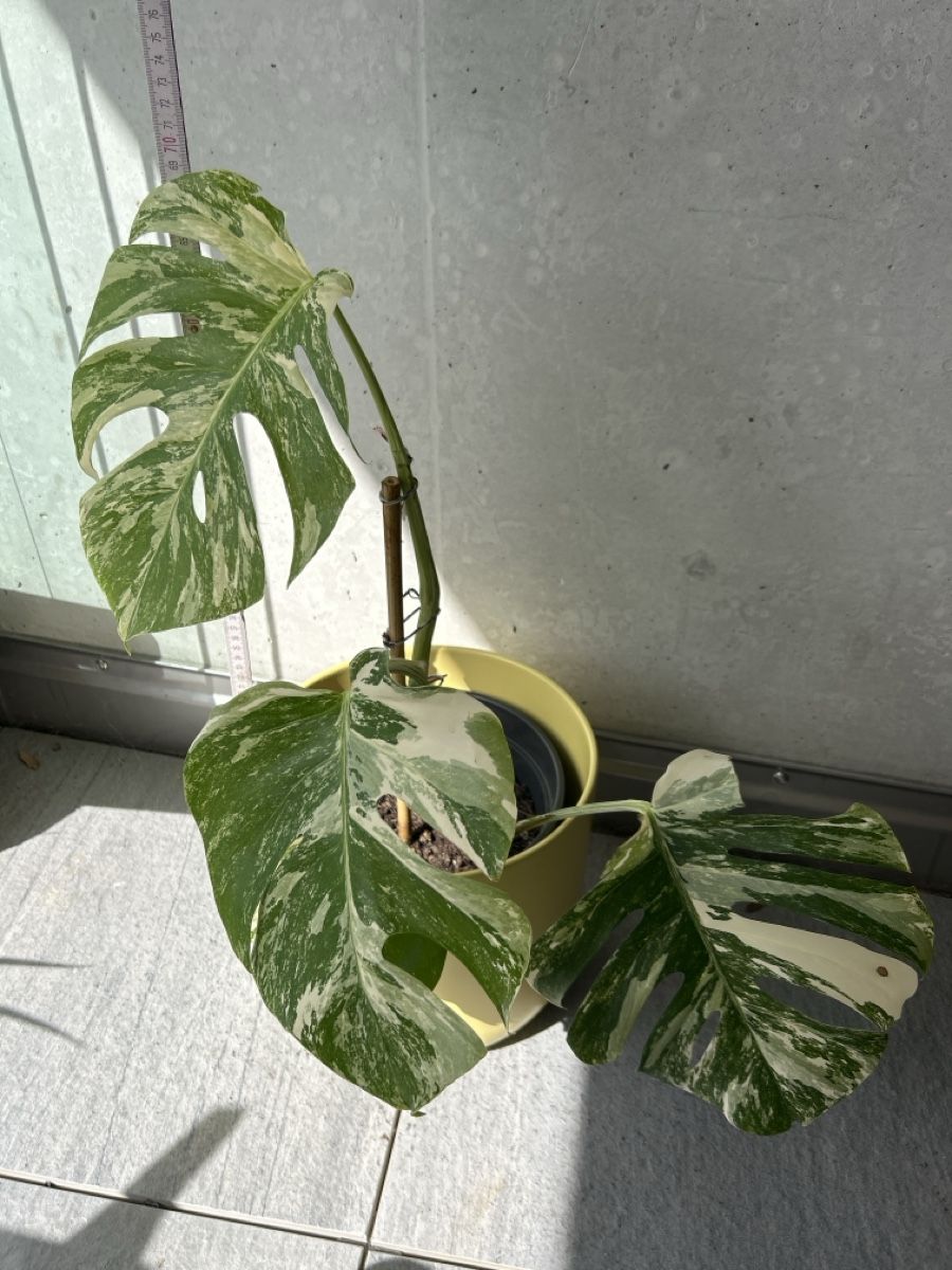 Plantes & graines: Monstera Deliciosa Variegata – D'occasion à Hausen AG par obi92 3