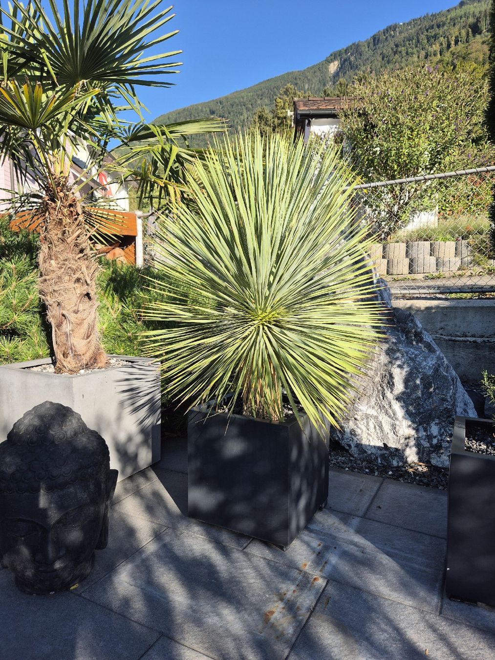 Plantes & graines: Yucca rostrata – D'occasion à Schaanwald par Gismo034 1