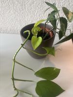 Drei Zimmerpflanzein  Epipremnum Pinnatum lnkl. Übertopf