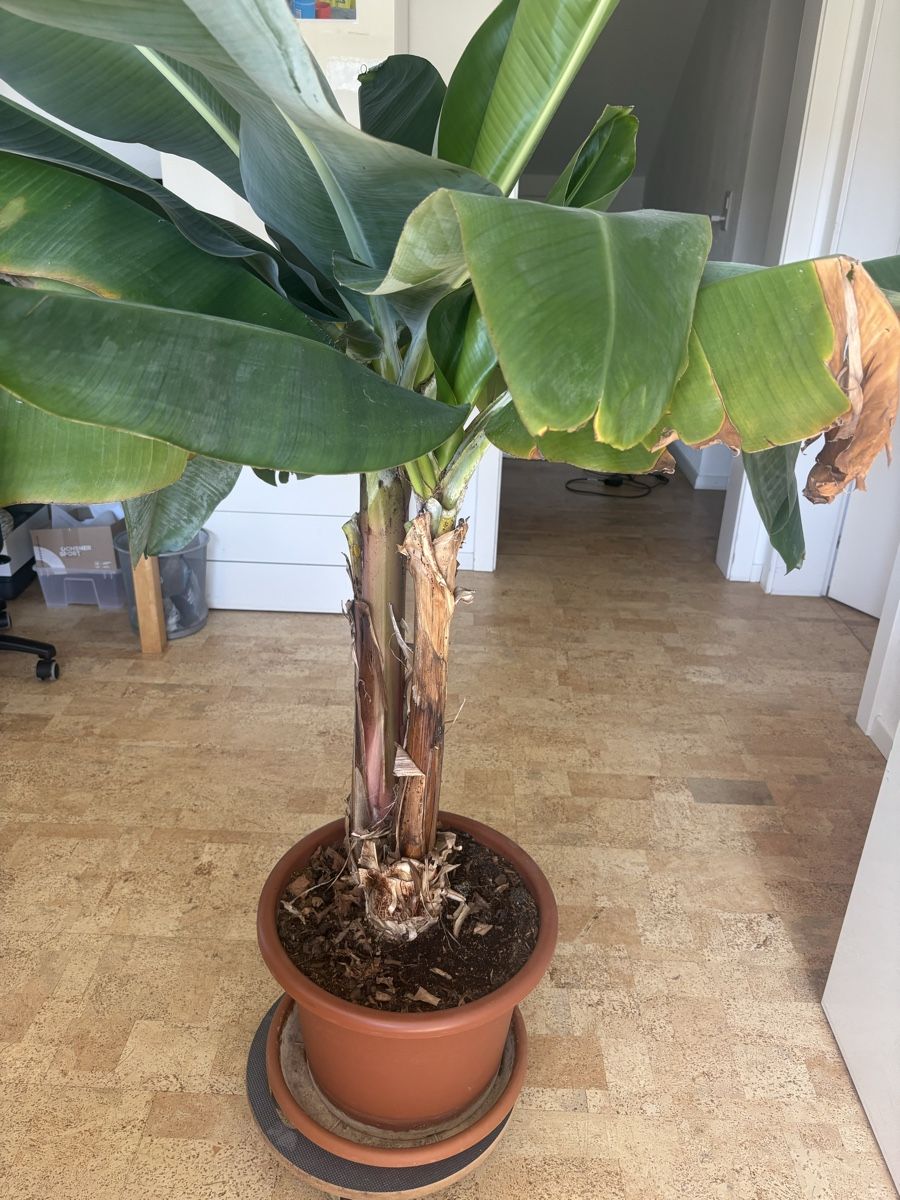 Plantes & graines: Palmier en pot – Neuf (Voir description) à Tavannes par Phildan76 1