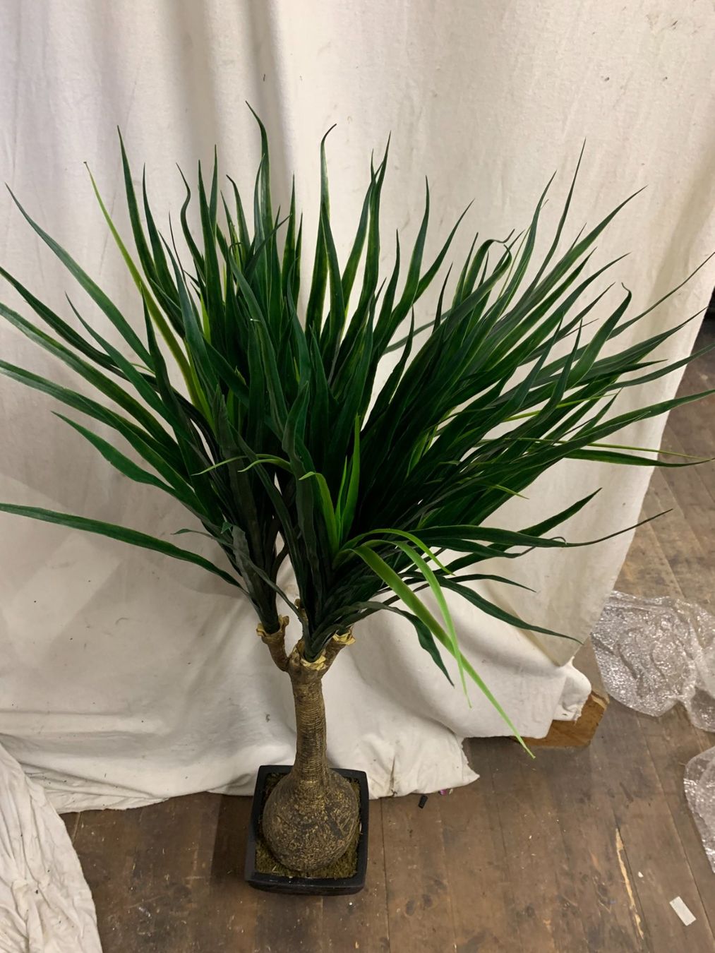 Piante & sementi: Decoflower Taro Palme 150cm im Topf – Nuovo (secondo la descrizione) da Däniken SO venduto da Profog1 2