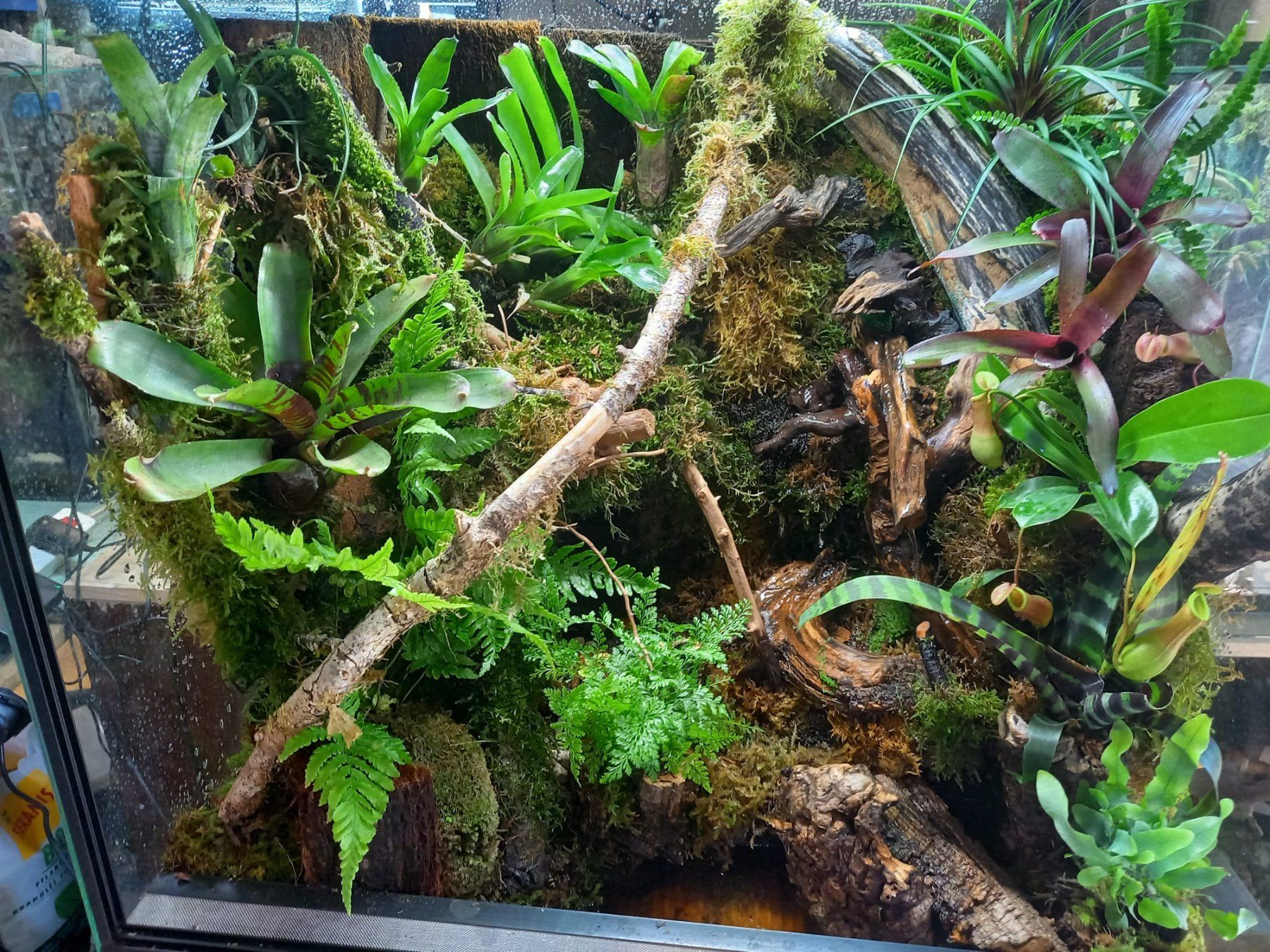 Terrario: Terrarium 60x50x60 Regenwald - NEU – Nuovo (secondo la descrizione) da Kleinlützel venduto da aller-l-ei 6
