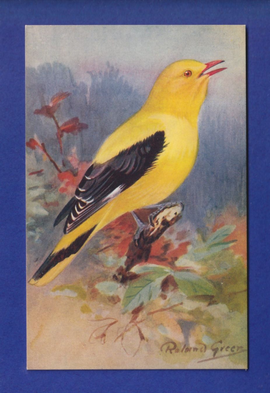Ansichtskarten: OISEAU - Le Loriot – Gebraucht aus Pully von nicecards-shop