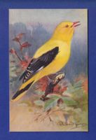 OISEAU - Le Loriot