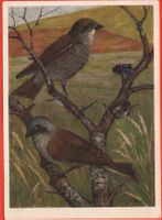 VÖGEL Rotrückenwürger