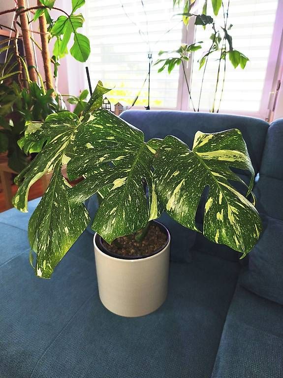 Piante & sementi: Monstera thai constellation – Usato da Kaisten venduto da lys_zzy8
