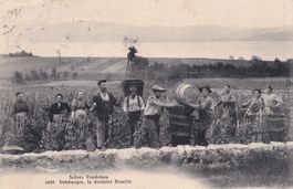 Landwirtschaft Scènes Vaudoises Vendanges dernière Brantée