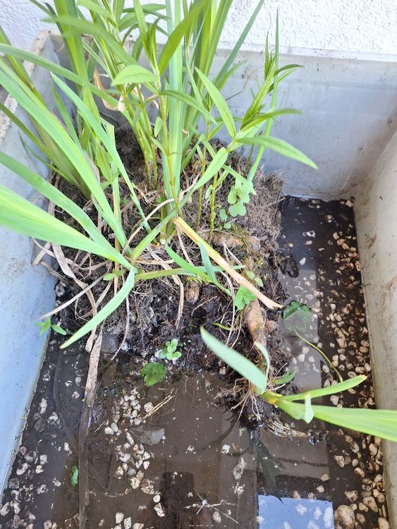 Teichpflanzen Schöne Schwertlilien für Ihren Gartenteich Kaufen auf