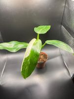 Philodendron José Buono (1-2)