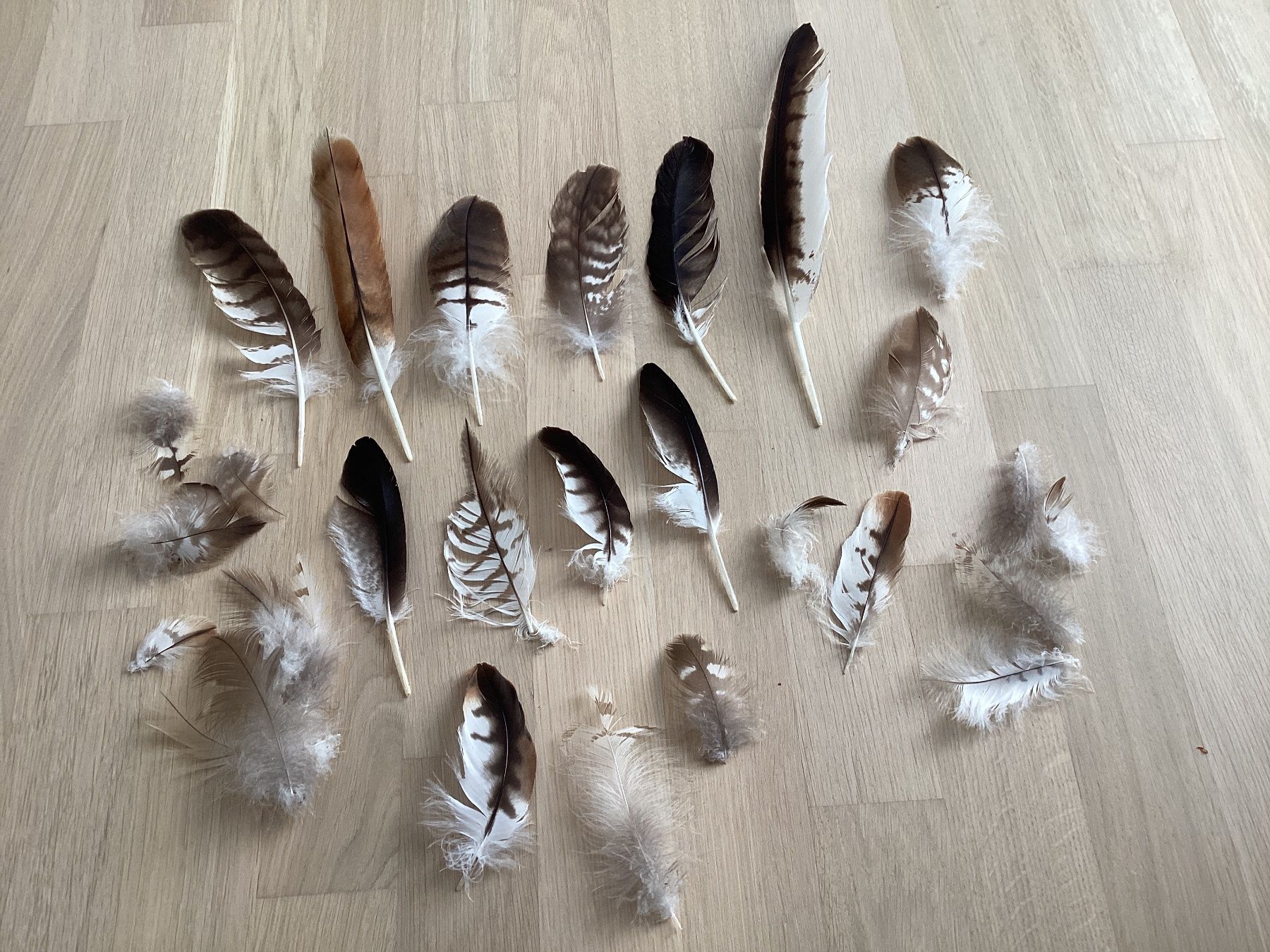 Welt der Tiere: Rotmilan und Mäusebussard Federn 3 – Gebraucht aus Flawil von Barschfreak