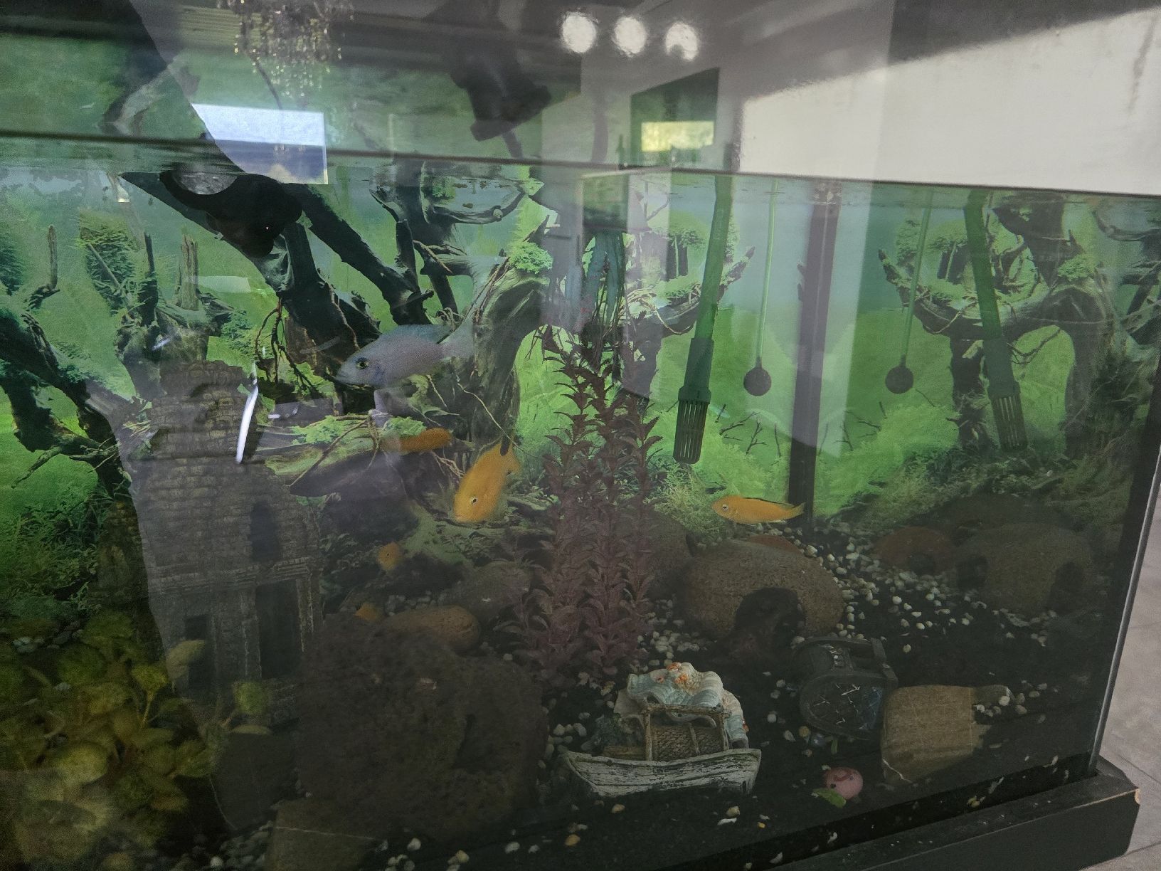Acquari: Aquarium mit Unterschrank und Filter – Usato da Giswil venduto da cavalier04 7