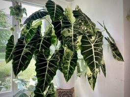Special❗️Alocasia Frydek Albo XXL - RHIZOM