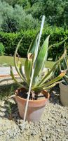 Agave ca. 105 cm (2)