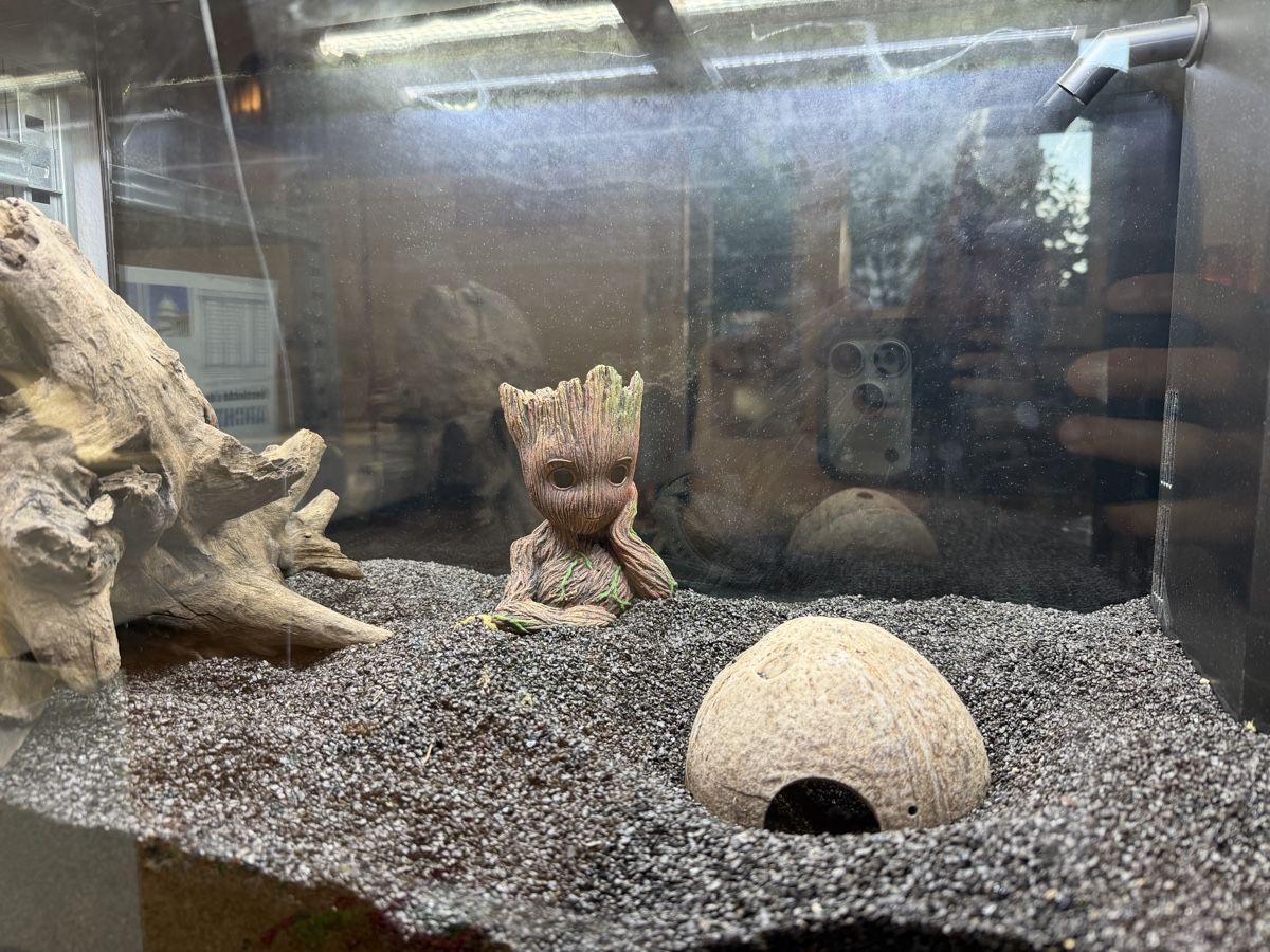 Juwel Acquari: Aquarium  – Usato da Zürich venduto da Lavendel... 1