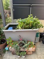 Schöner, funktionierender Hochteich zu verkaufen