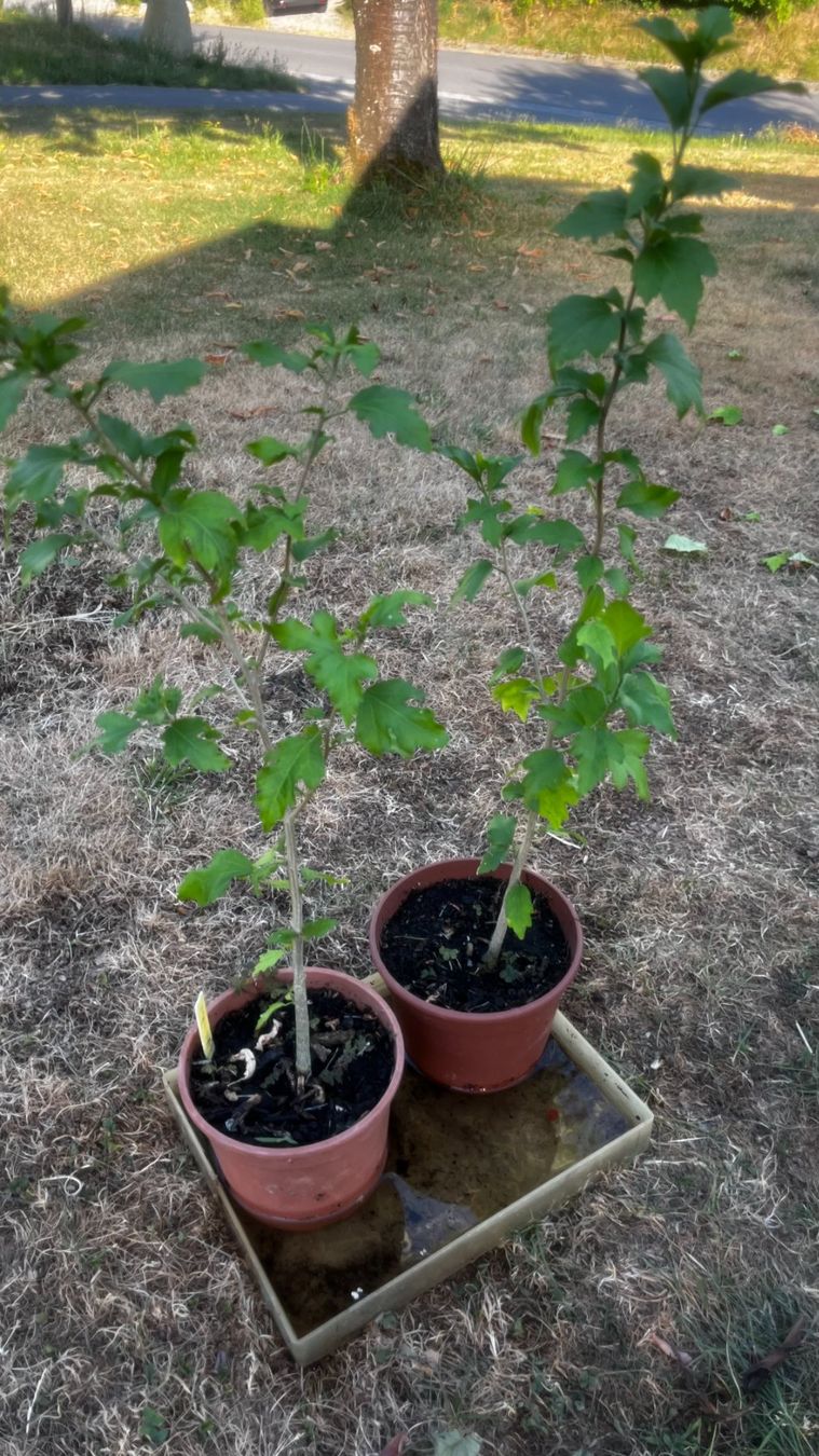 Piante & sementi: Hibiskus Violett – Nuovo (secondo la descrizione) da Vinelz venduto da Wellensittich55 2
