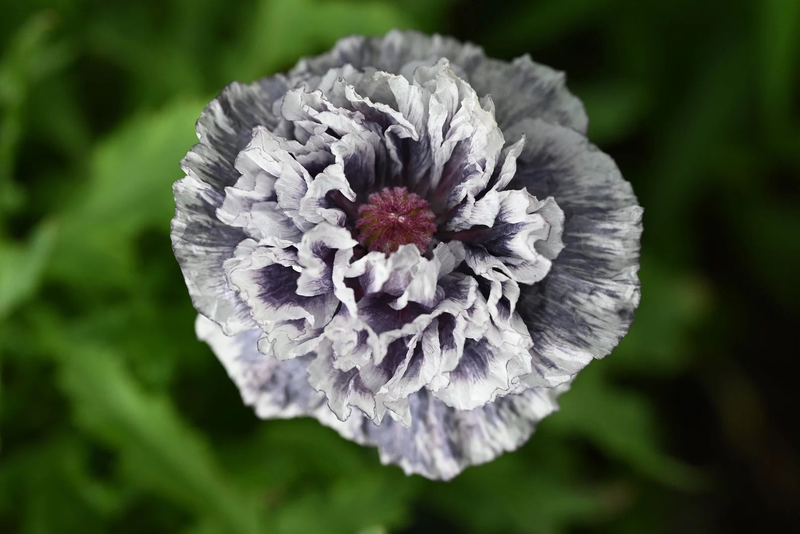 Piante & sementi: 300 Samen Mohn AMAZING GREY Seidenmohn – Nuovo (secondo la descrizione) da Ehrendingen venduto da VerveinaSamen 6