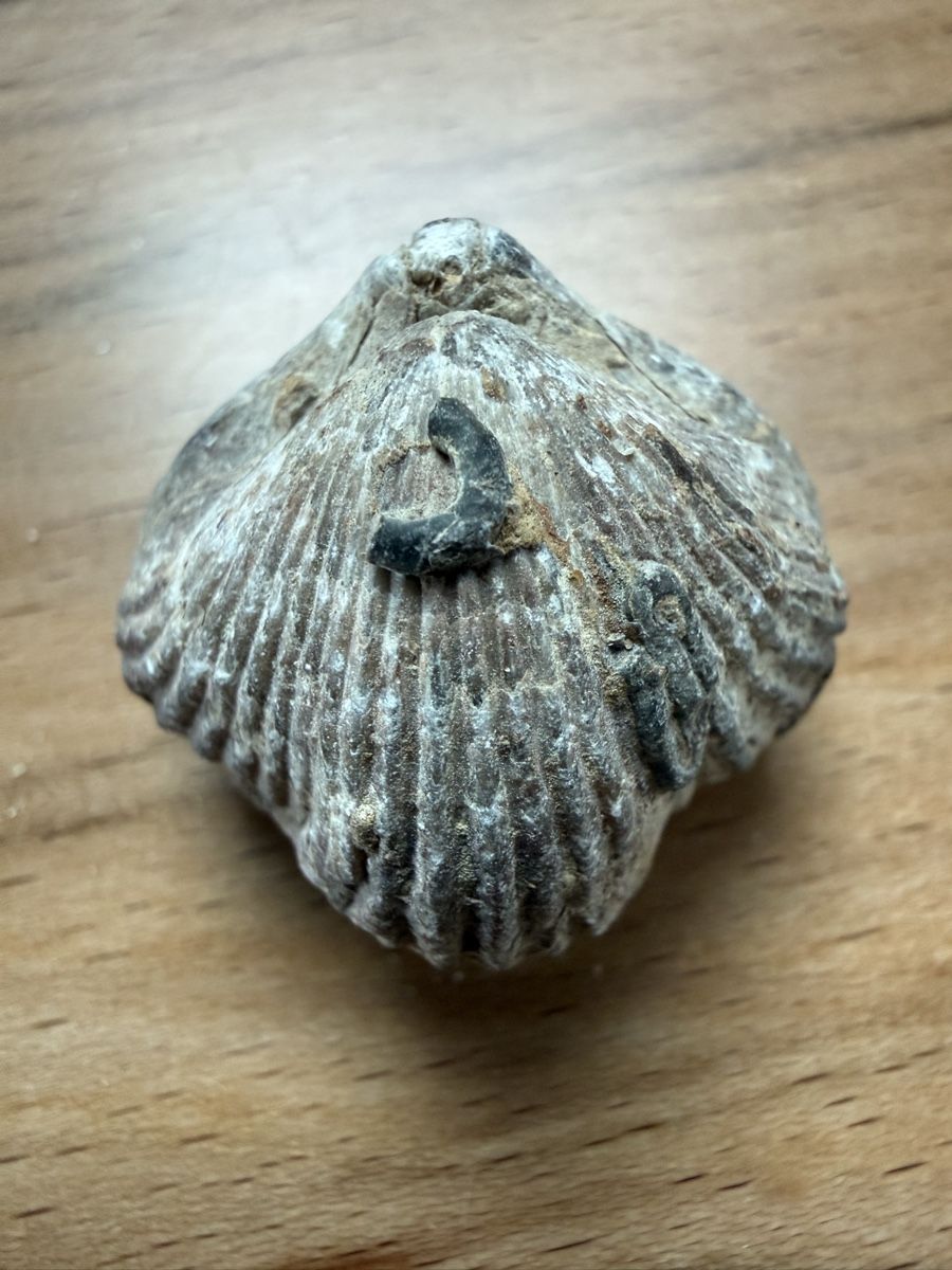 Fossili: fossiler Brachiopode – Usato da Grenchen venduto da Bastet007 4