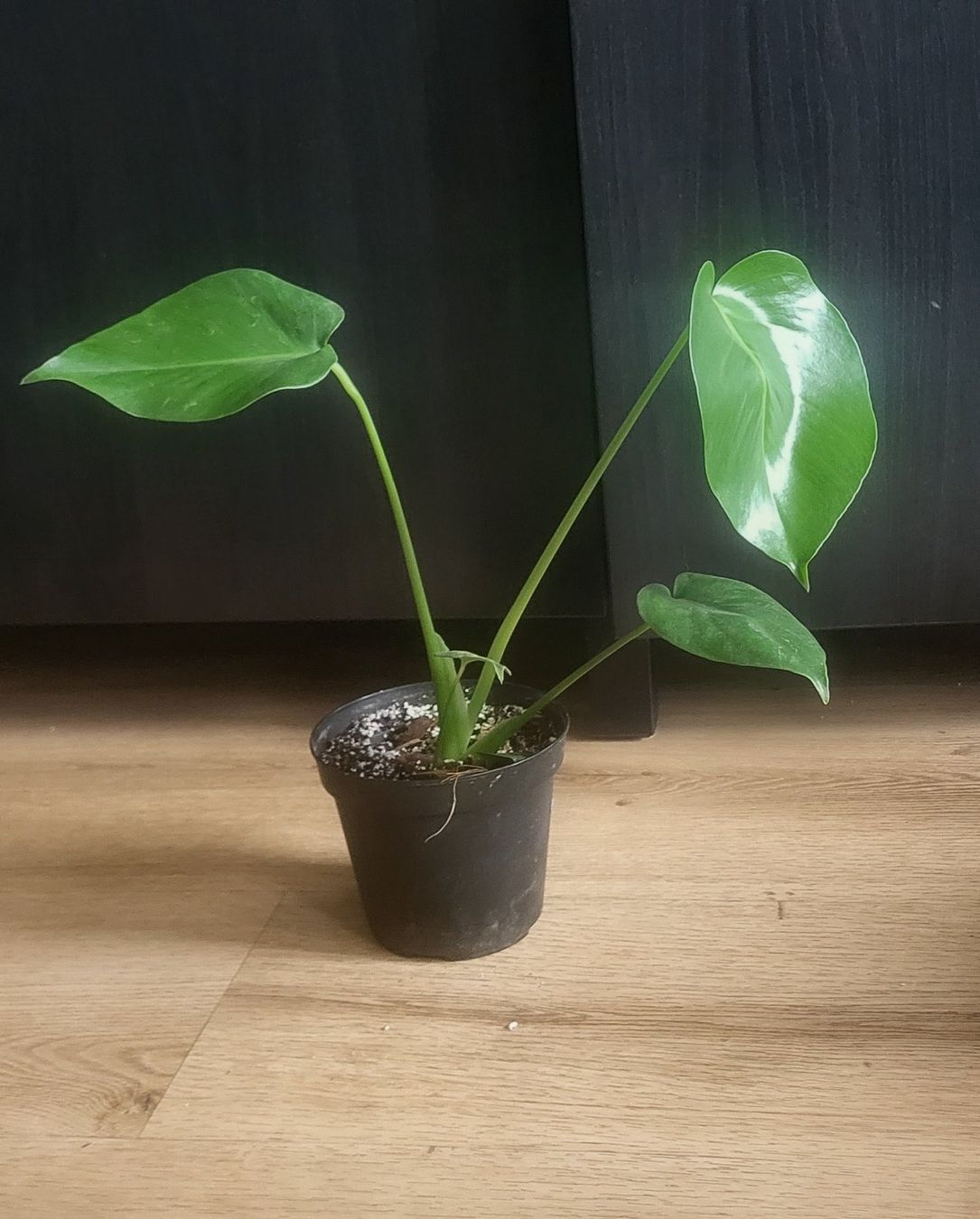 Piante & sementi: Monstera Deliciosa S/M – Usato da Pregassona venduto da maslud 2