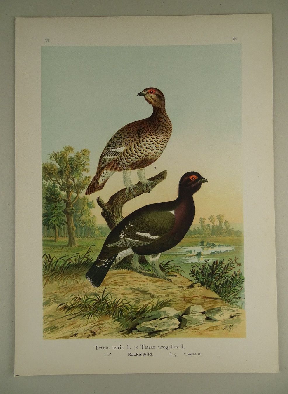 Grafiken & Lithographien: RACKELWILD, CHROMOLITHOGRAPHIE UM 1900 – Gebraucht aus Grüningen von Kartensammler
