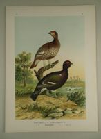 RACKELWILD, CHROMOLITHOGRAPHIE UM 1900