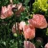 Piante & sementi: Coquelicot géant rose  2 PLANTS PAVOT D'ORIENT – Nuovo (secondo la descrizione) da Bremblens venduto da FIBONACCI369 1