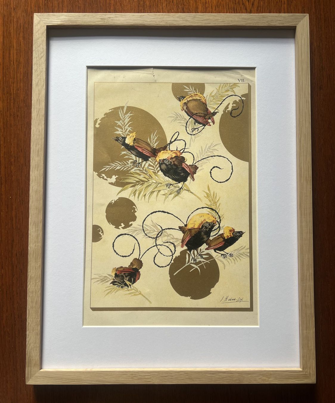 Grafica & Litografie: Chromolithographie Oiseaux – Usato da Cologny venduto da flo_7dnj