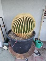 XXXL Goldkugelkaktus (Echinocactus grusonii) 