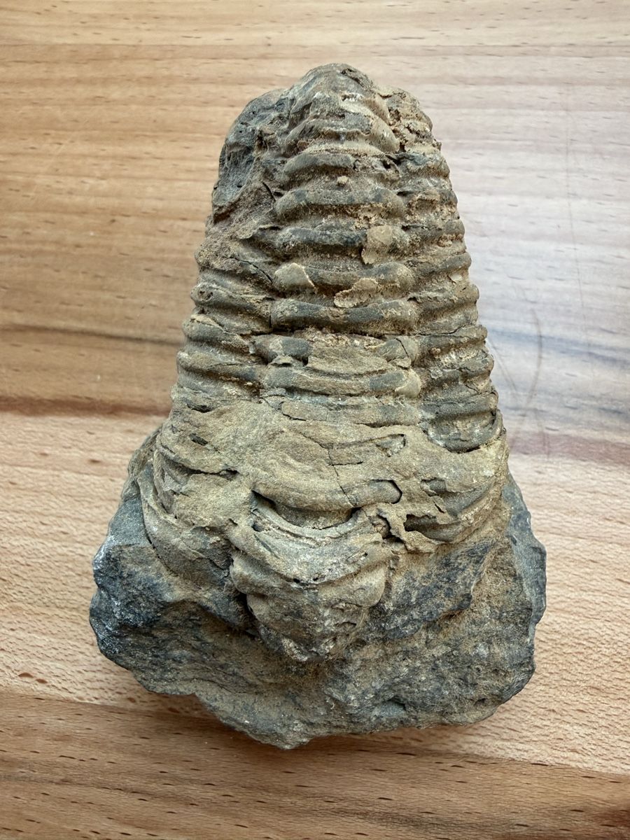 Fossili: Versteinerter Trilobit – Usato da Grenchen venduto da Bastet007 4