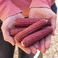 50 Samen NEON PINK Mais Popcornmais