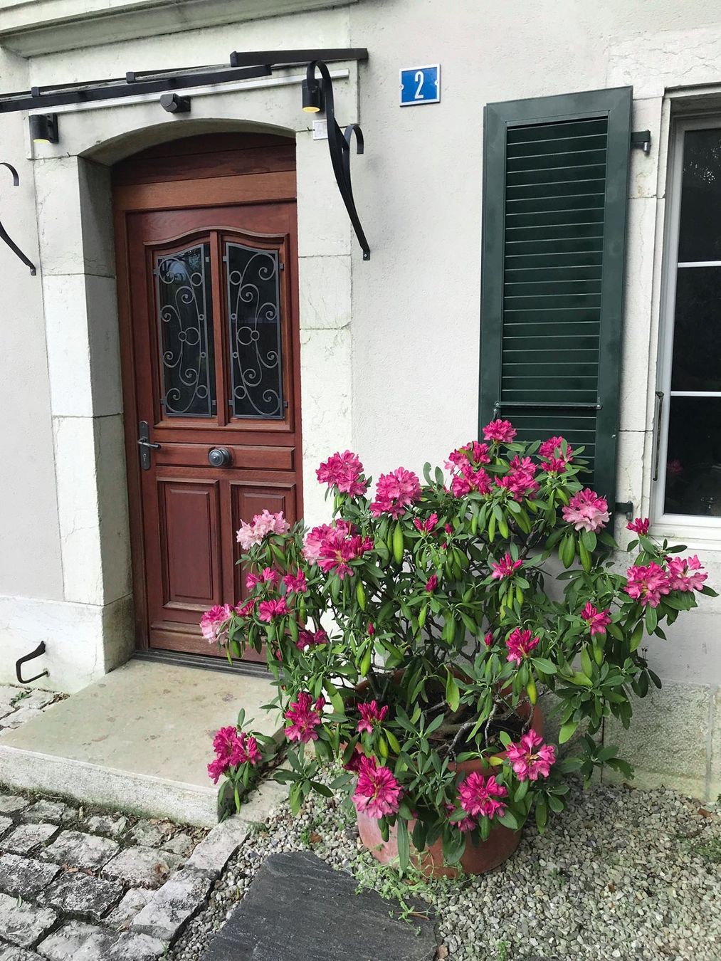 Piante & sementi: Rhododendron à grande fleurs rose – Usato da Grancy venduto da Nikojardins