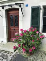 Rhododendron à grande fleurs rose