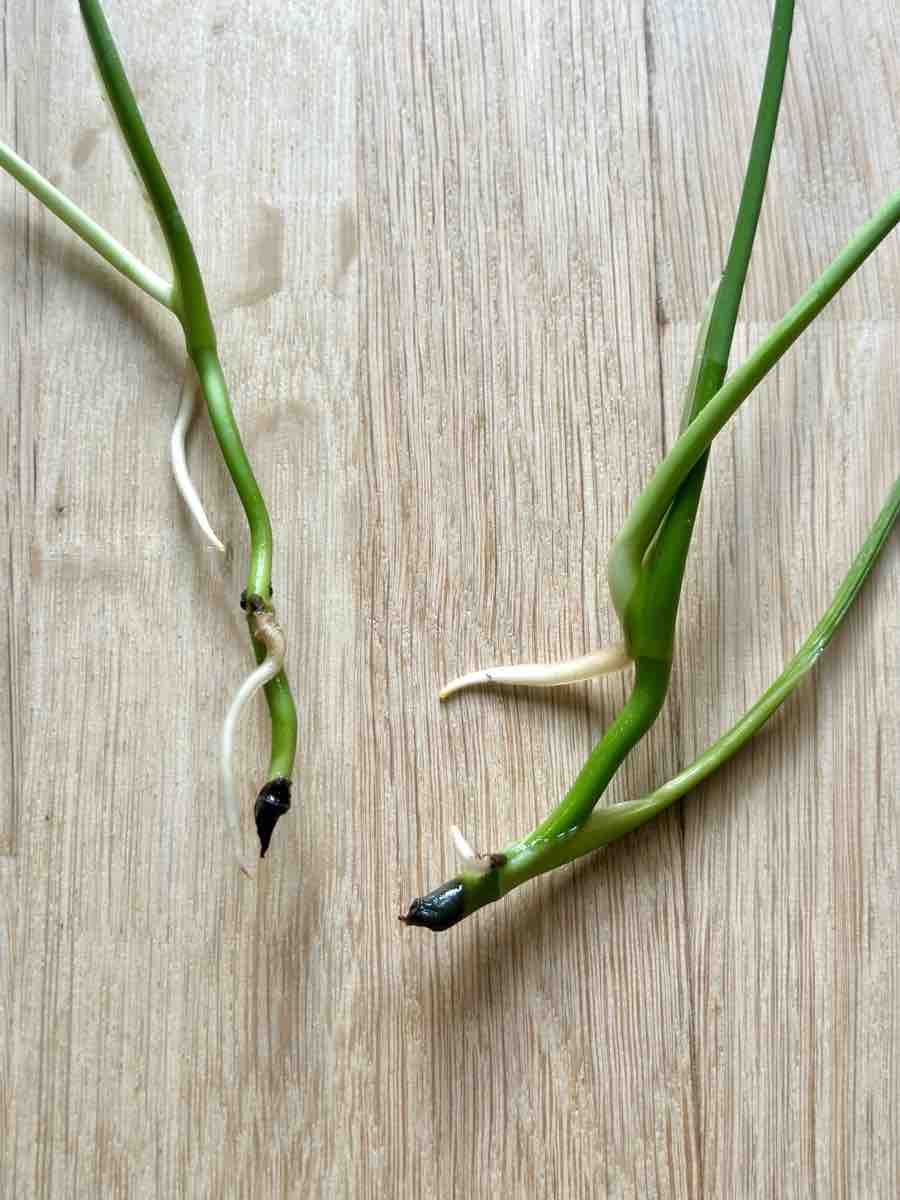 Plantes & graines: Monstera Ableger (2 Stück) – Neuf (Voir description) à Bern par ACR12 2