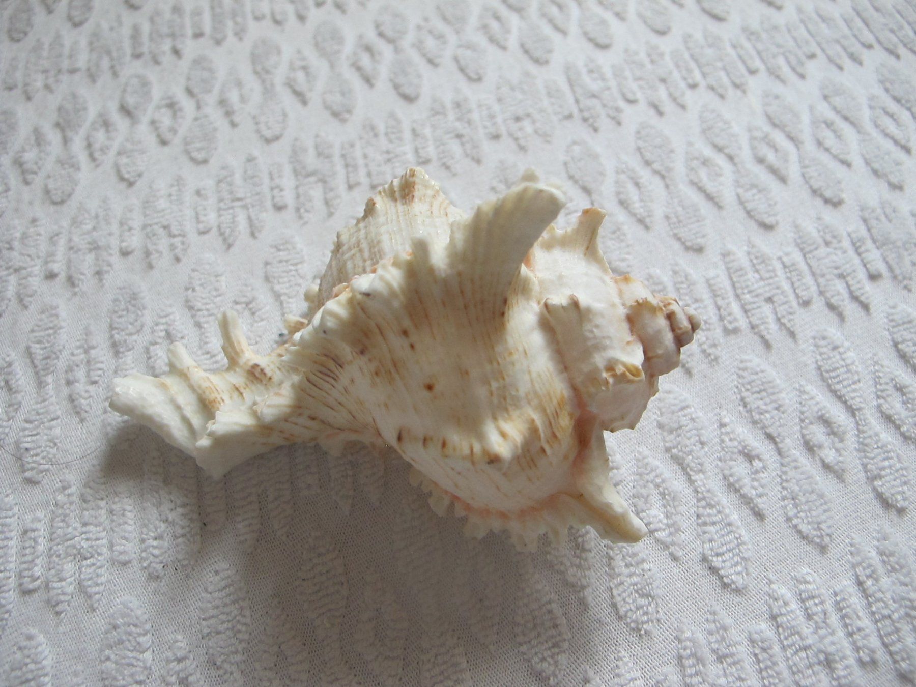 Fossili: Grosse schöne Muschel/Schnecke – Usato da Löhningen venduto da Chimae67 7