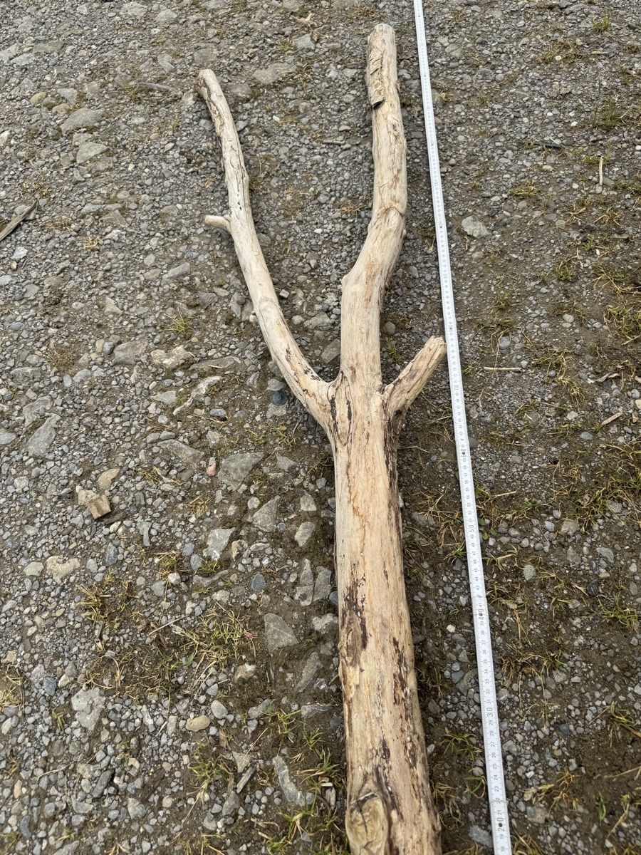 Articoli in legno: Schwemmholz – Usato da Schwellbrunn venduto da Magdalena888 2