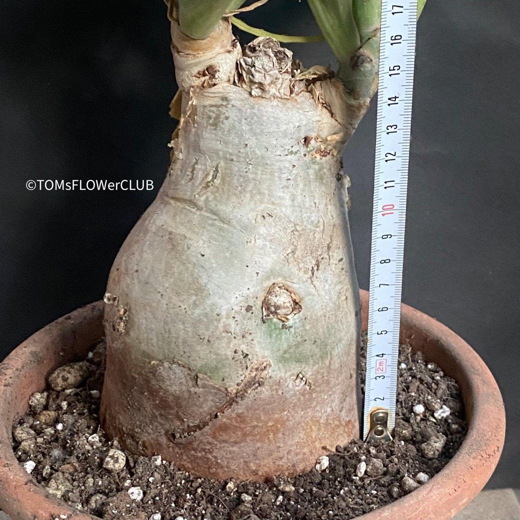 Piante & sementi: Cyphostemma Juttae - mit dem 10x15cm Caudex – Nuovo e nell'imballaggio originale da Adliswil venduto da astom369 6