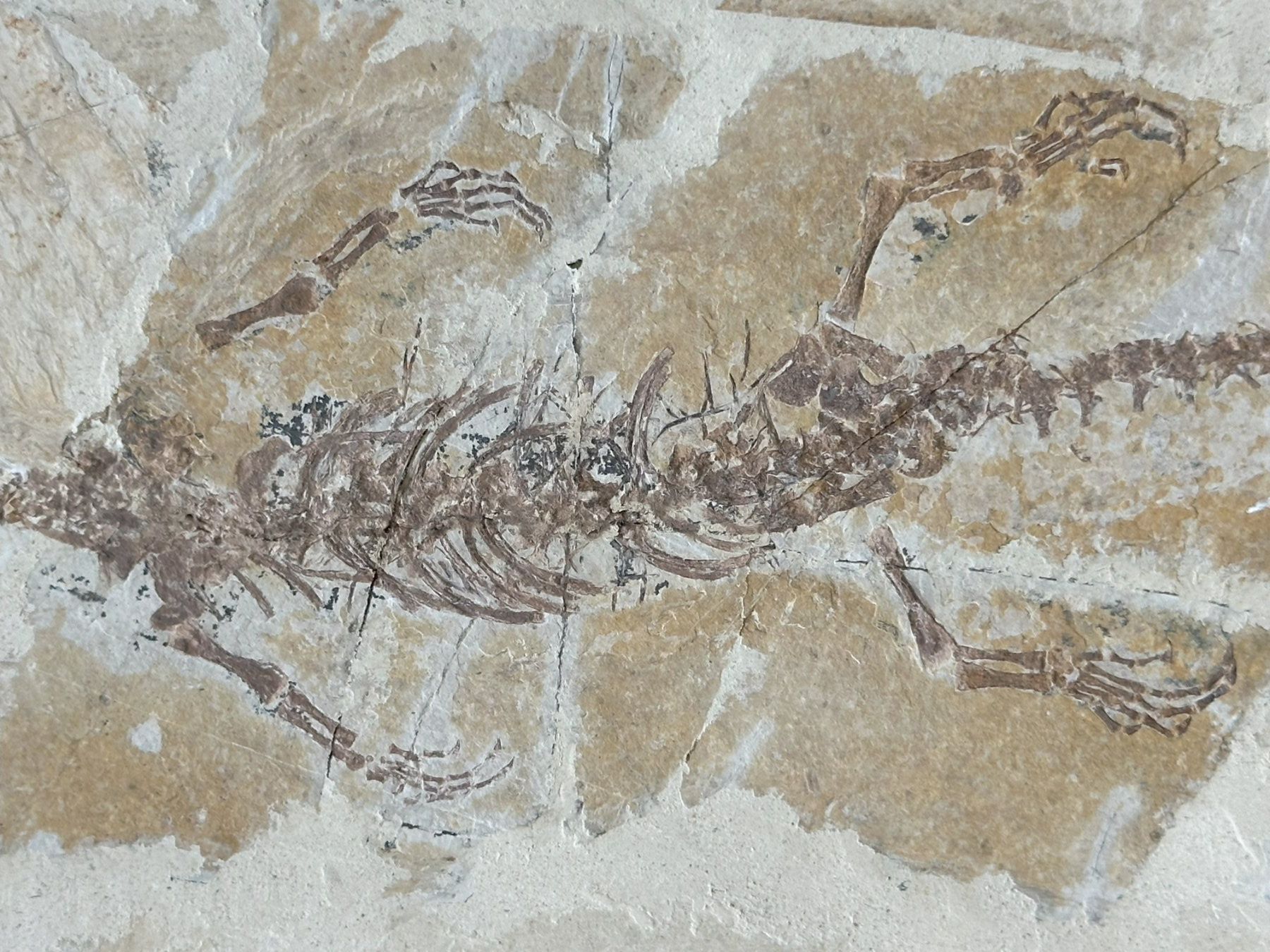 Schwimmsaurier Sinohydrosaurus (Hyphalosaurus) lingyuanensis (Gebraucht ...