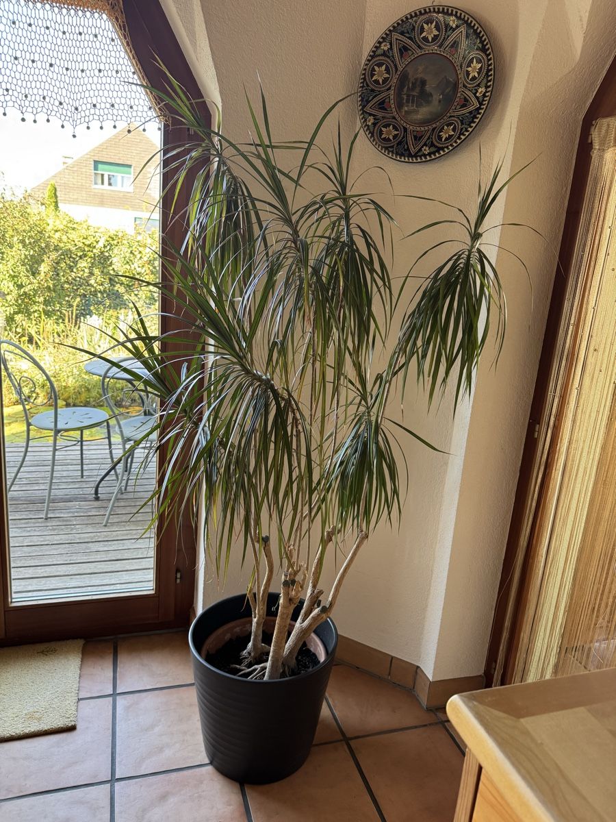 Pflanzen & Samen: Drachenbaum – Gebraucht aus Lengnau BE von Hebra
