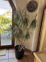 Drachenbaum