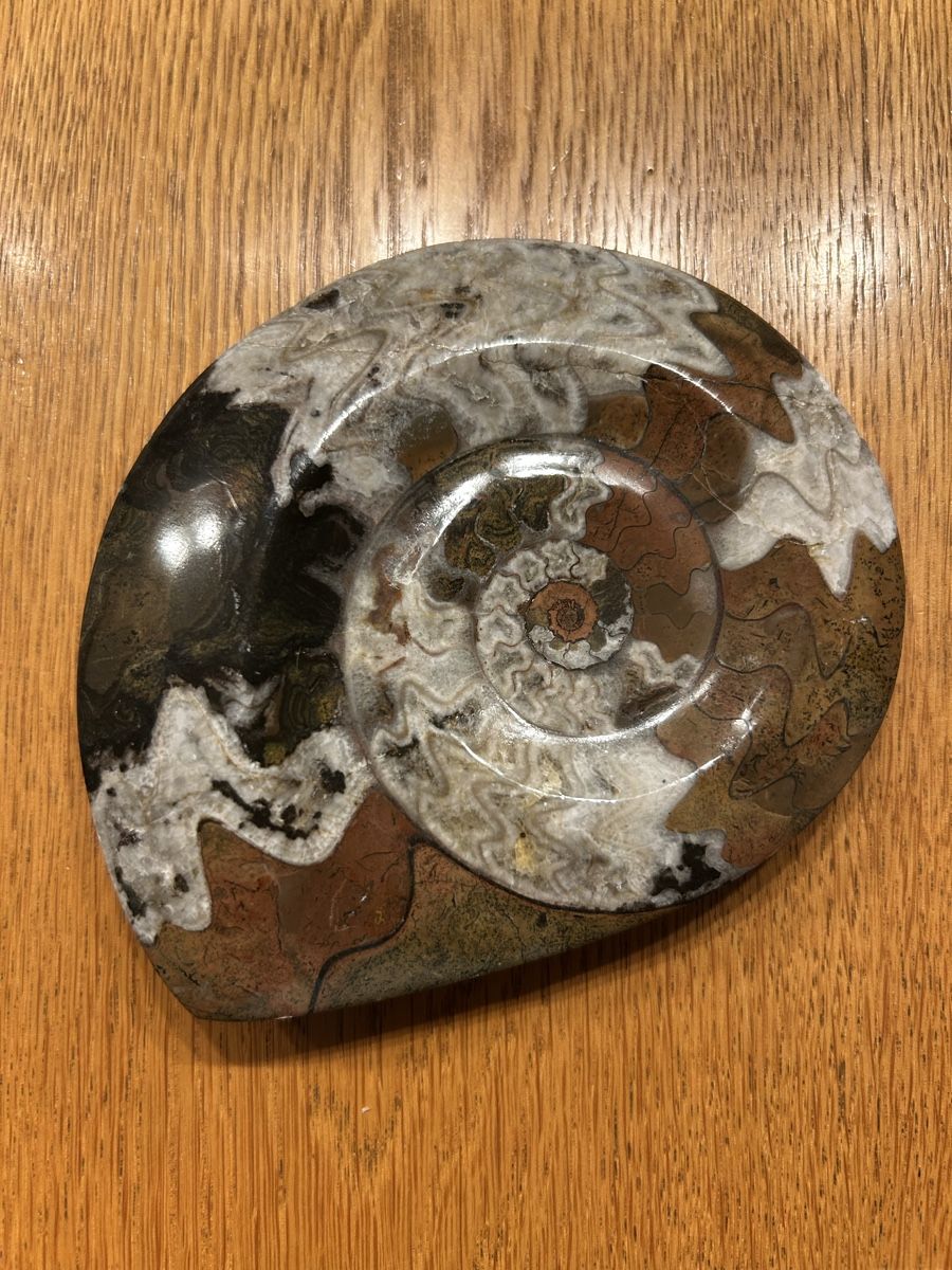 Fossili: Ammonit Fossil – Usato da Lengnau AG venduto da m5f1r9