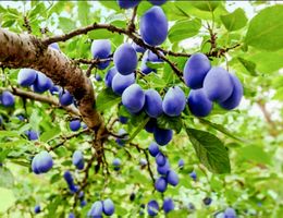 20 Samen zum Keimen Pflaume  "Prunus domestica" ‘Stanley’