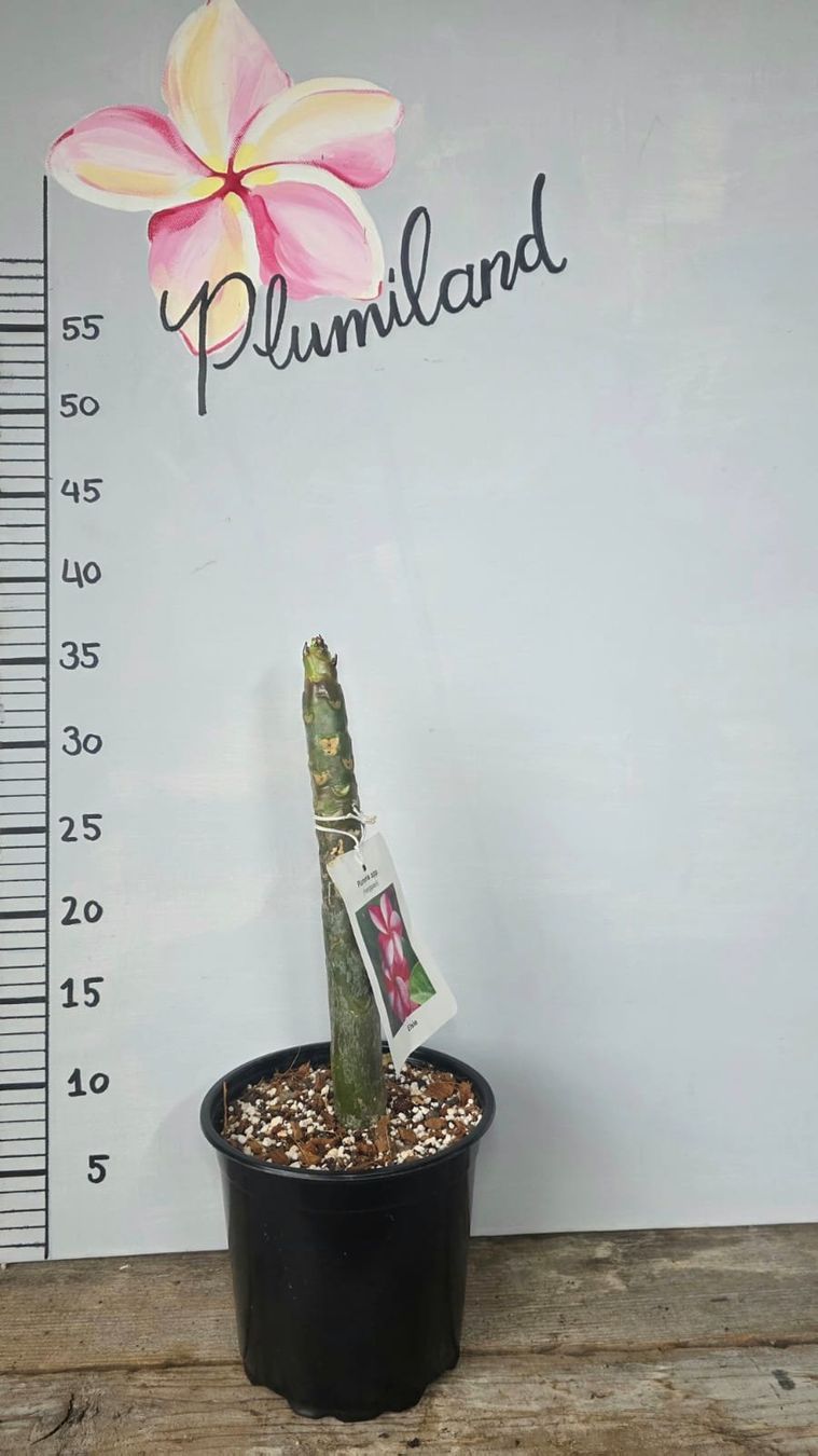 Piante & sementi: Plumeria / Frangipani Elsie – Nuovo (secondo la descrizione) da St.Erhard venduto da Plumilandschweiz 1