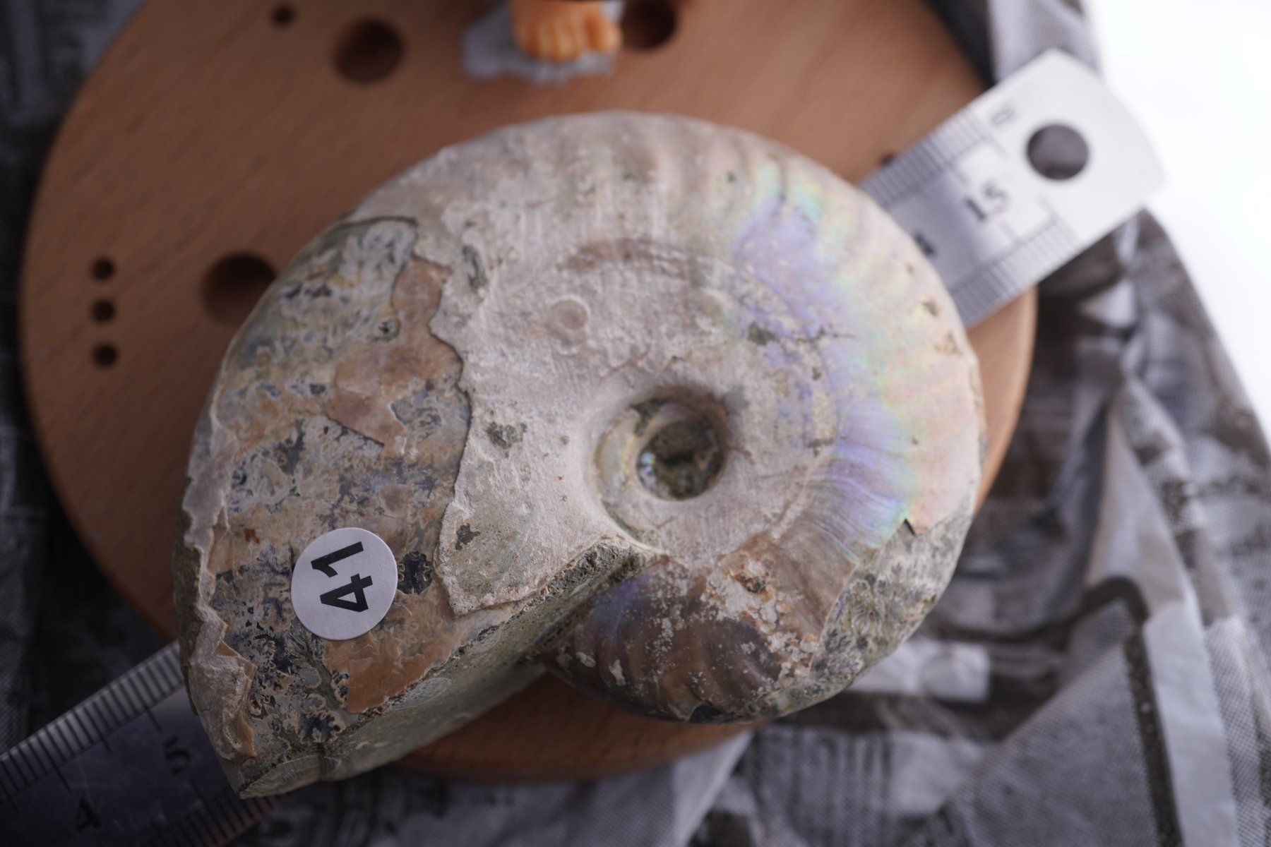 Mineralien & Heilsteine: Ammonit  Opalisiert   Wunderschön  ca  75mm – Neu und originalverpackt aus Eschenbach SG von topstone 4